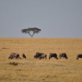  The Serengeti, TZ